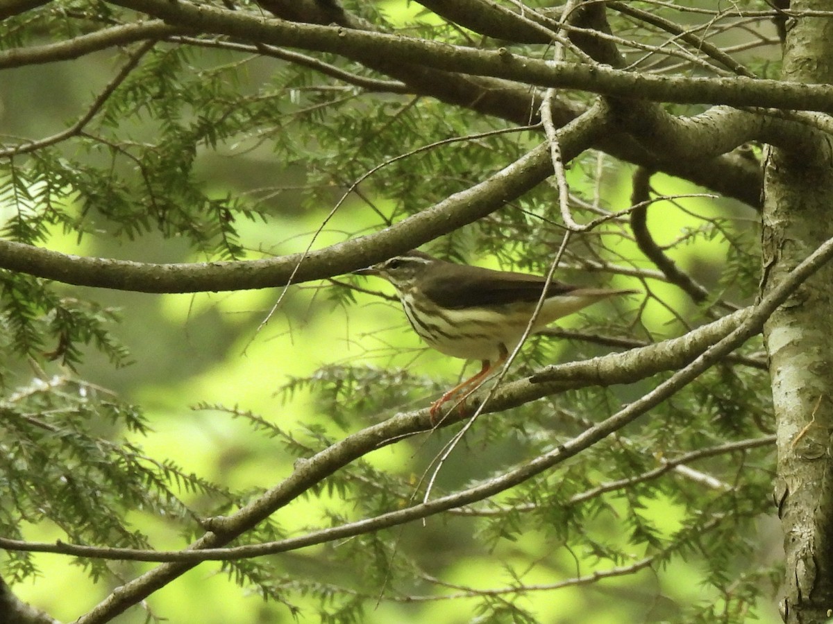 Louisiana Waterthrush - Pete Sibner