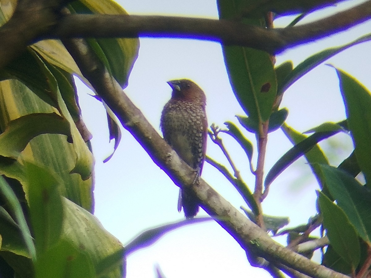 Scaly-breasted Munia (Scaled) - ML619219141