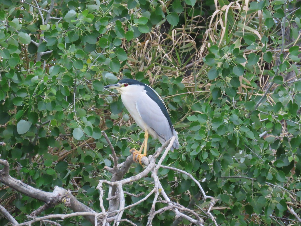 Black-crowned Night Heron - Michael Bowen