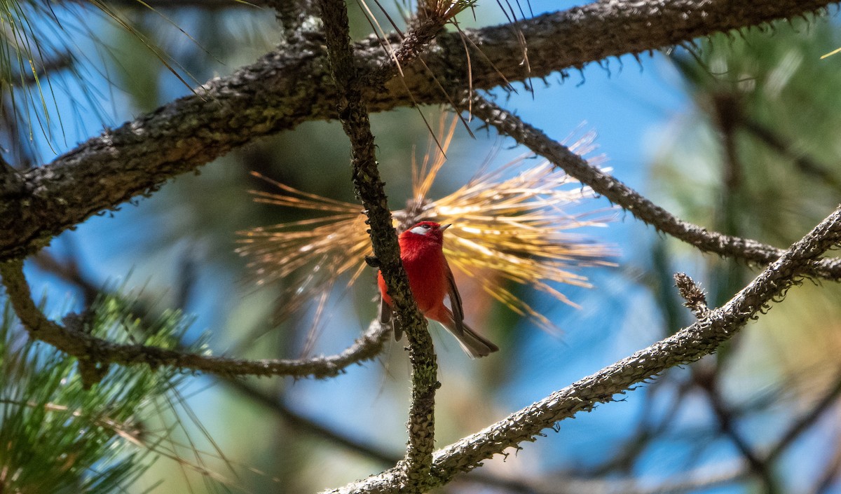 Red Warbler - ML619219144