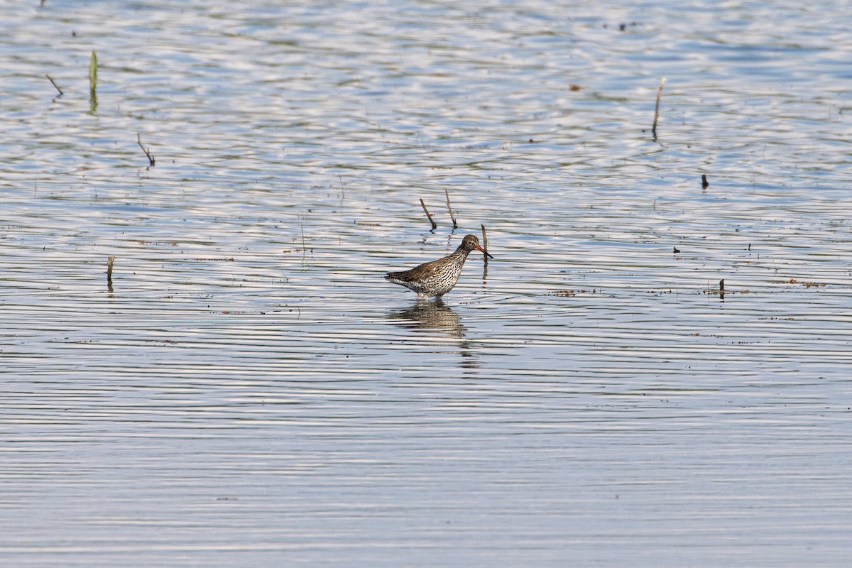 Common Redshank - F Loose