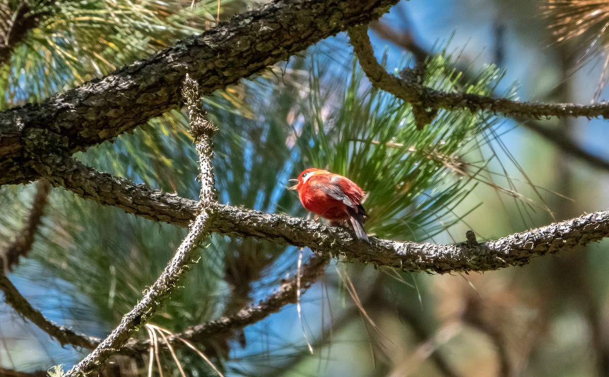 Red Warbler - ML619219153