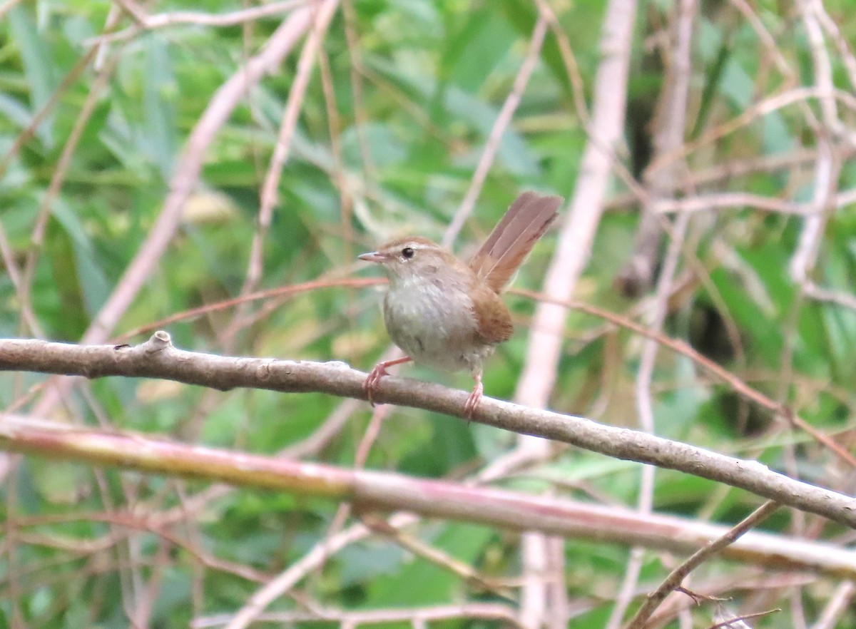 Cetti's Warbler - Michael Bowen