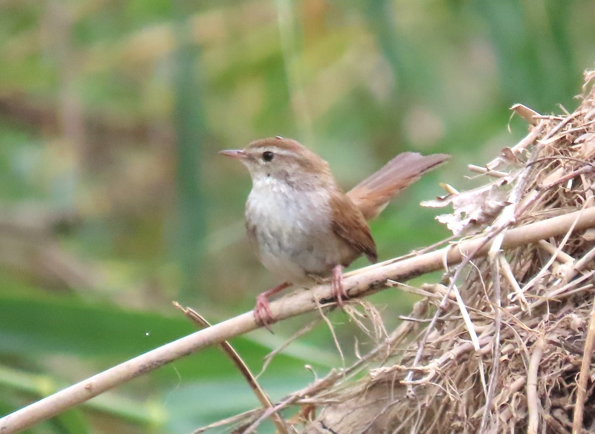 Cetti's Warbler - Michael Bowen