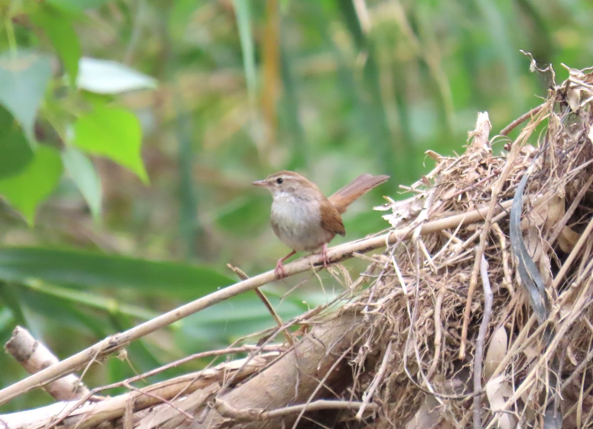 Cetti's Warbler - Michael Bowen