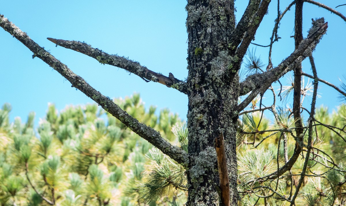 Brown Creeper - ML619219197