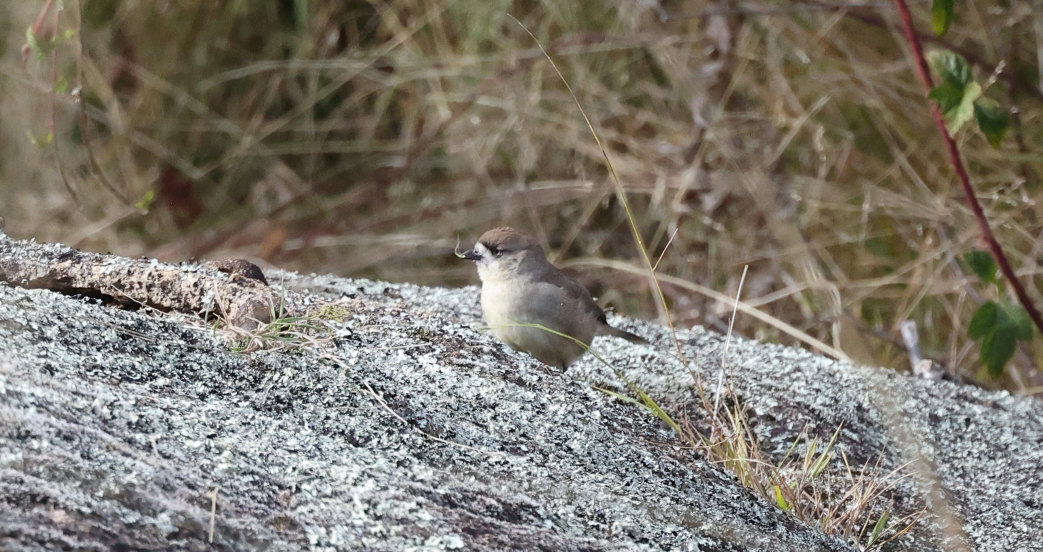 Southern Whiteface - N Froelich