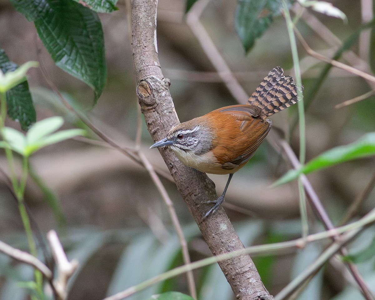 Moustached Wren - Per Smith