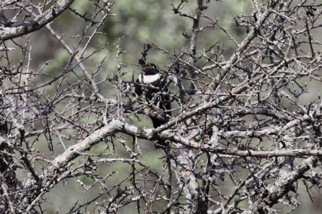 Ring Ouzel - Tora BENZEYEN