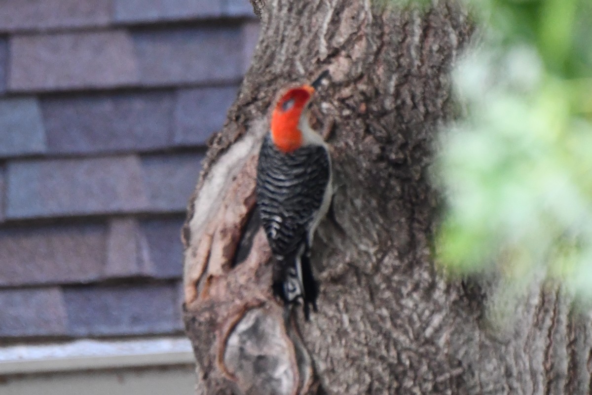 Red-bellied Woodpecker - Carmen Ricer
