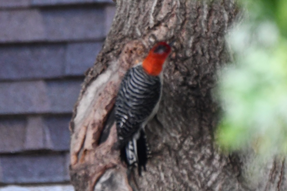 Red-bellied Woodpecker - Carmen Ricer