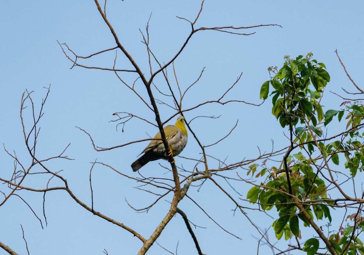 Yellow-footed Green-Pigeon - ML619219255