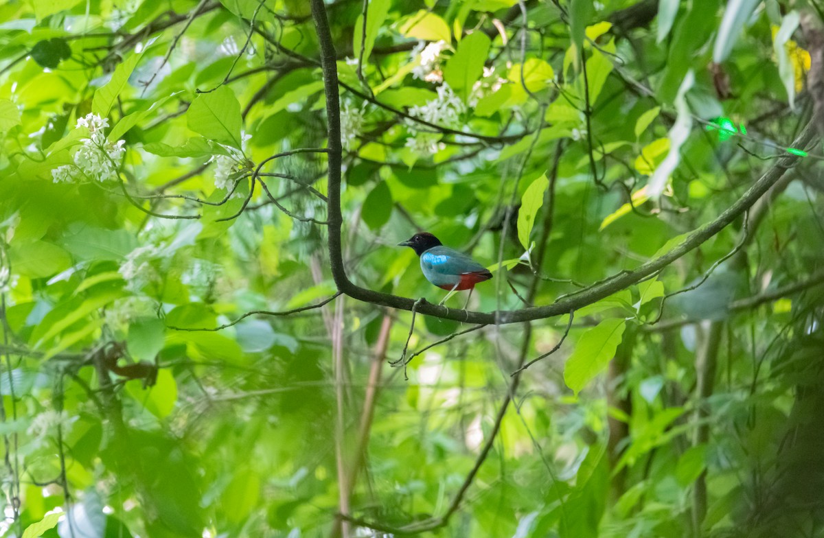 Western Hooded Pitta - Arun Raghuraman