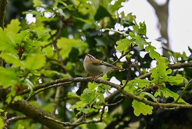 Common Firecrest - Anthony Dorman