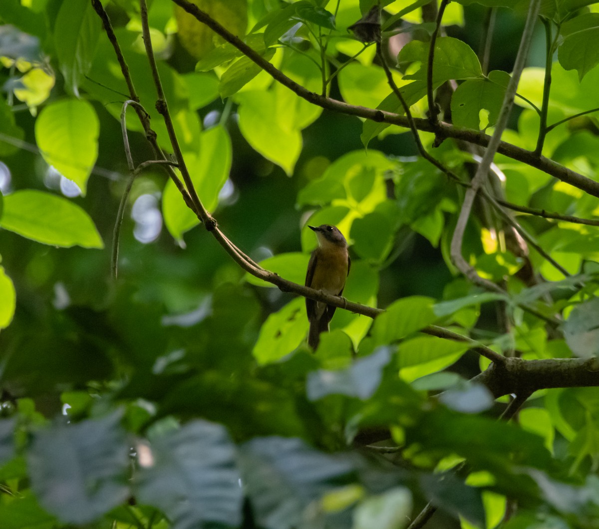 Pale-chinned Flycatcher - ML619219269