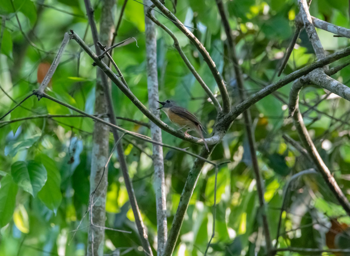 Pale-chinned Flycatcher - Arun Raghuraman