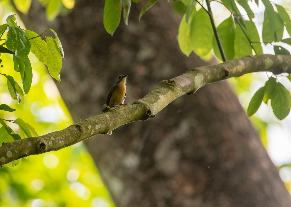 Pale-chinned Flycatcher - Arun Raghuraman