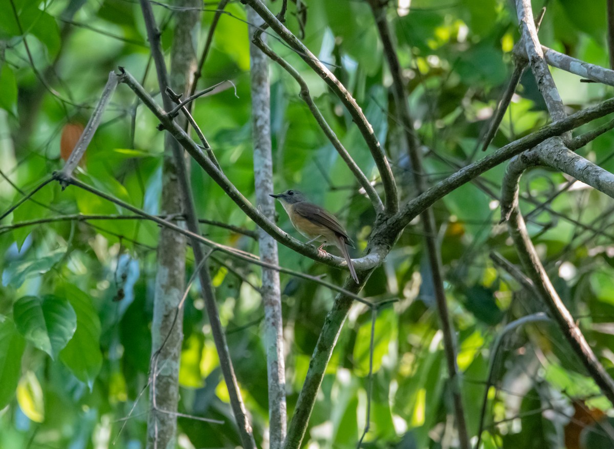 Pale-chinned Flycatcher - Arun Raghuraman