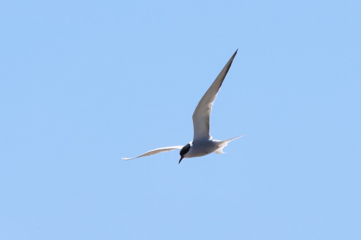 Common Tern - Christian Goenner