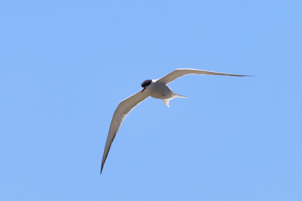 Common Tern - Christian Goenner