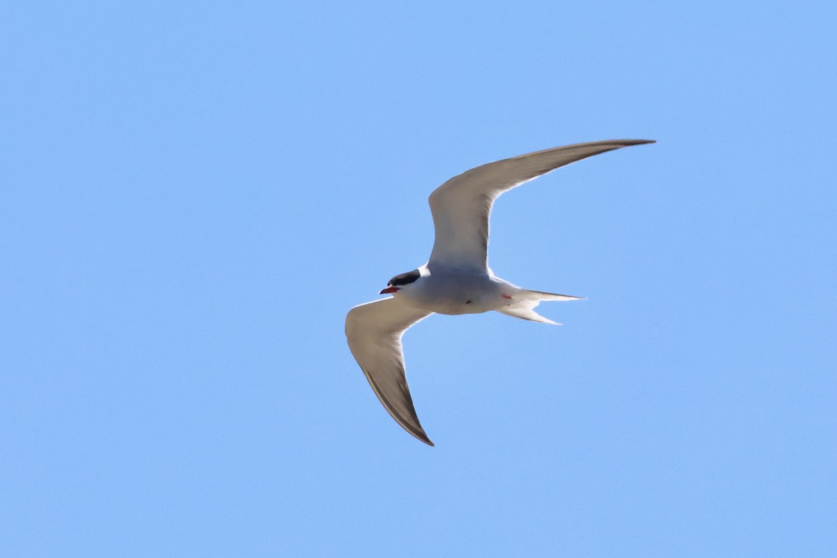 Common Tern - Christian Goenner