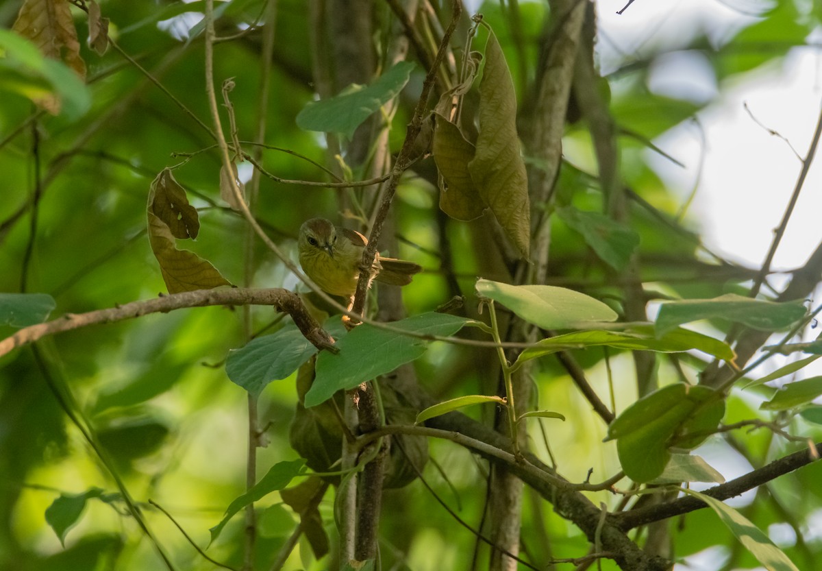 Pin-striped Tit-Babbler - ML619219289