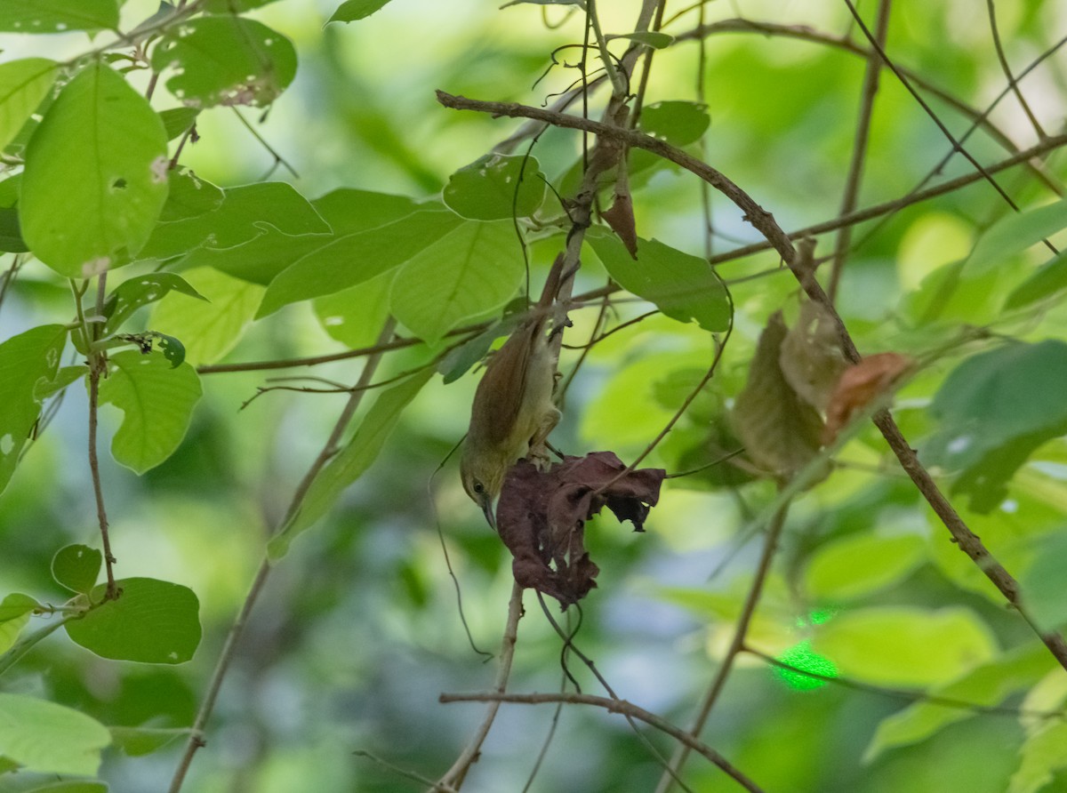 Pin-striped Tit-Babbler - ML619219290