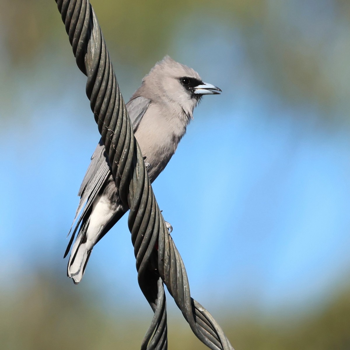 Black-faced Woodswallow - Mark and Angela McCaffrey