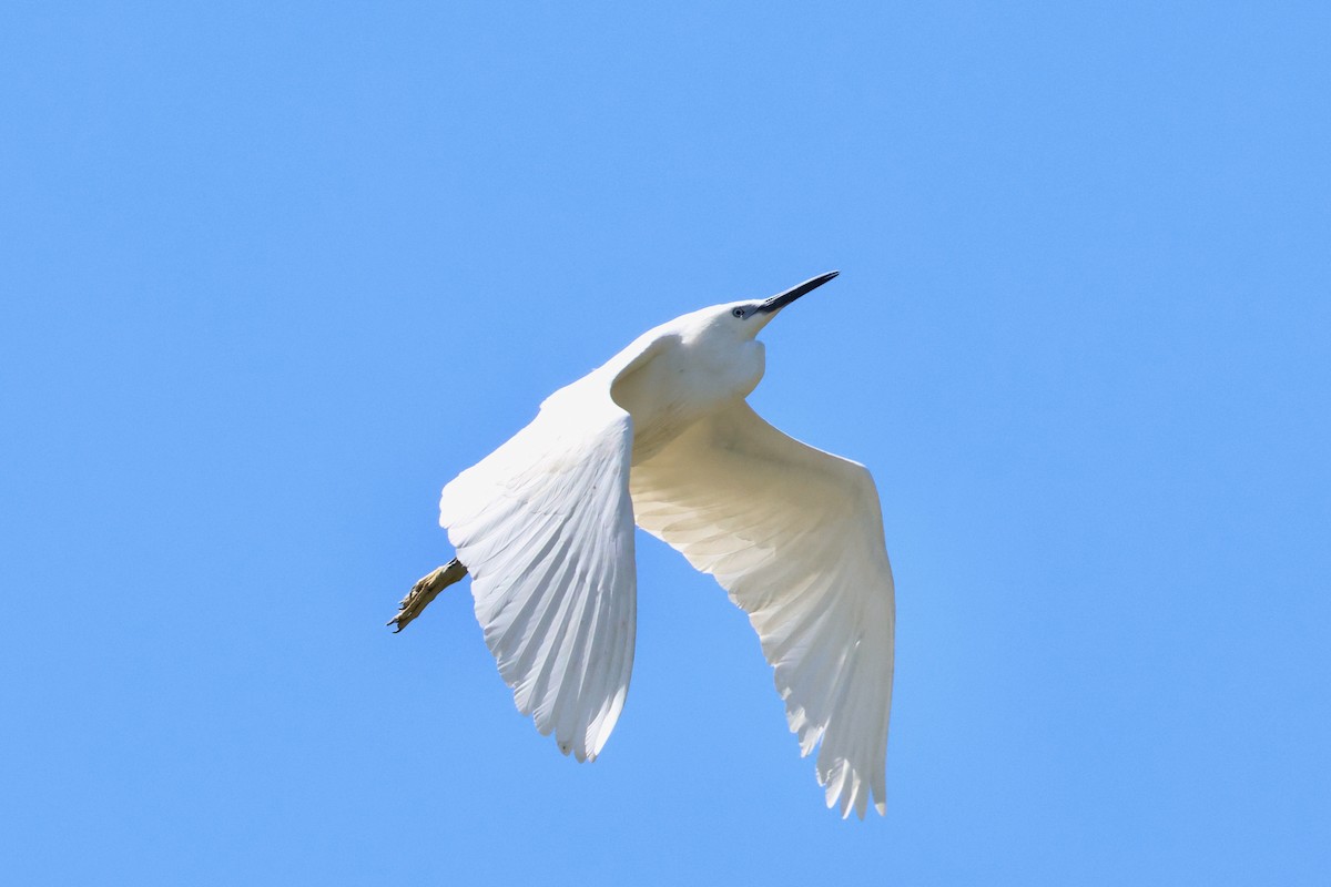 Little Egret - Christian Goenner