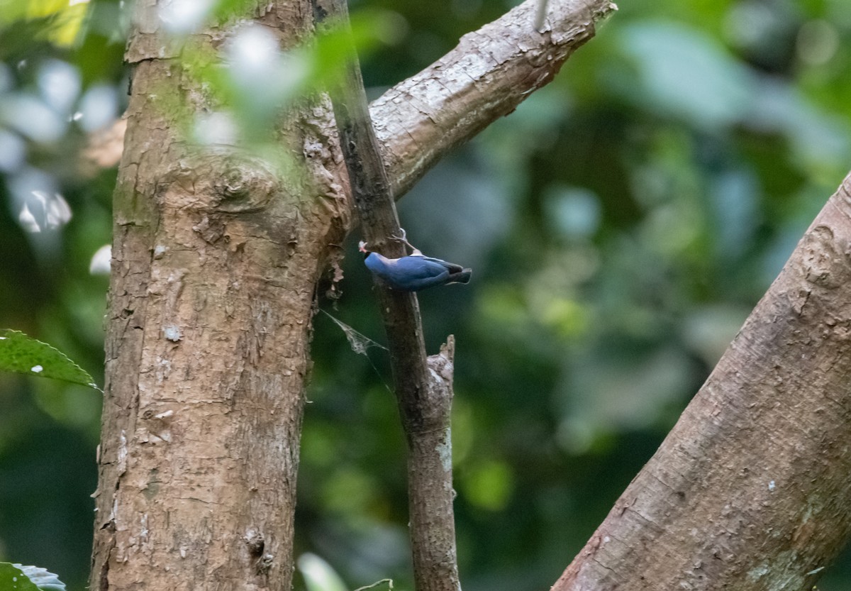 Velvet-fronted Nuthatch - ML619219314