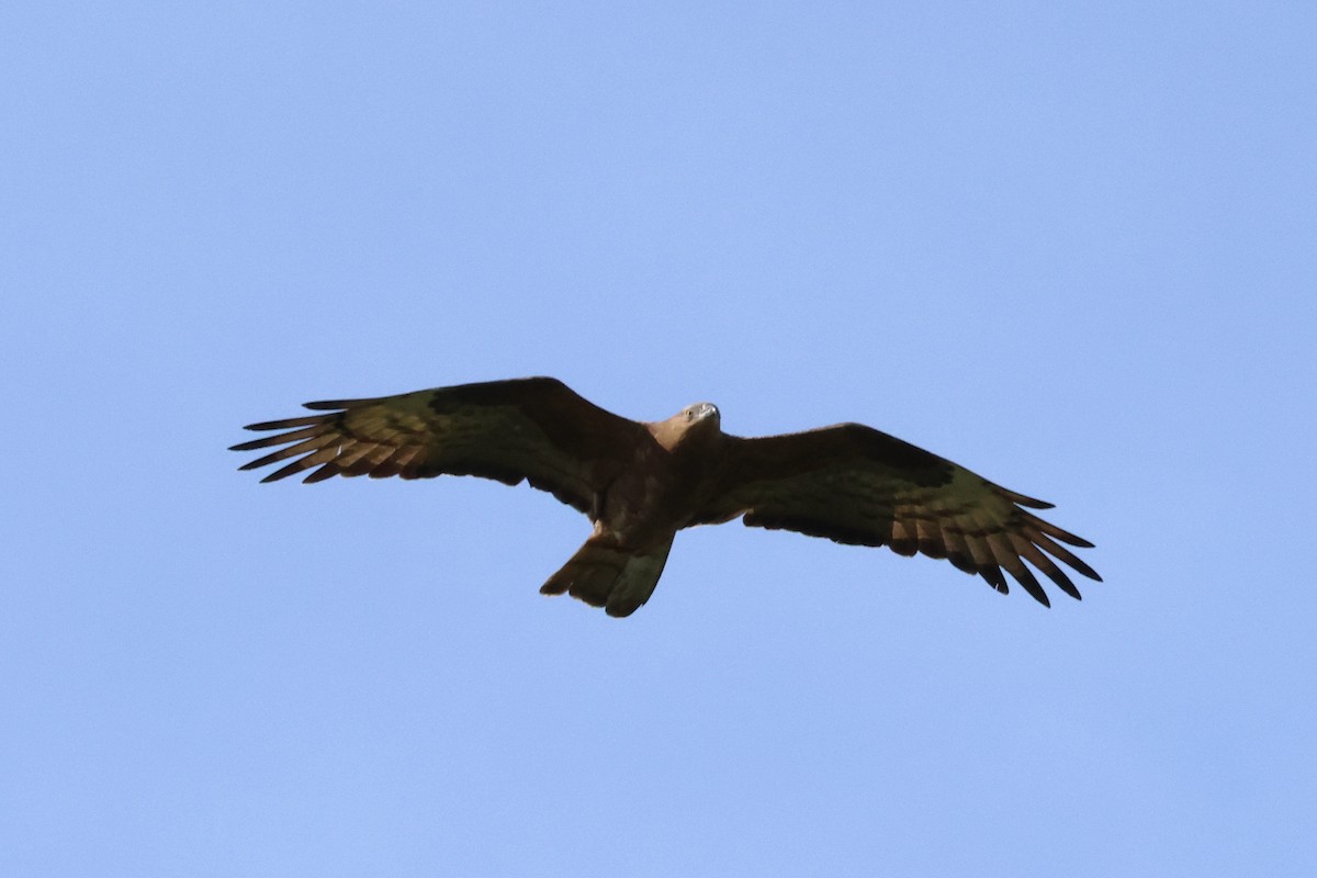 European Honey-buzzard - Christian Goenner