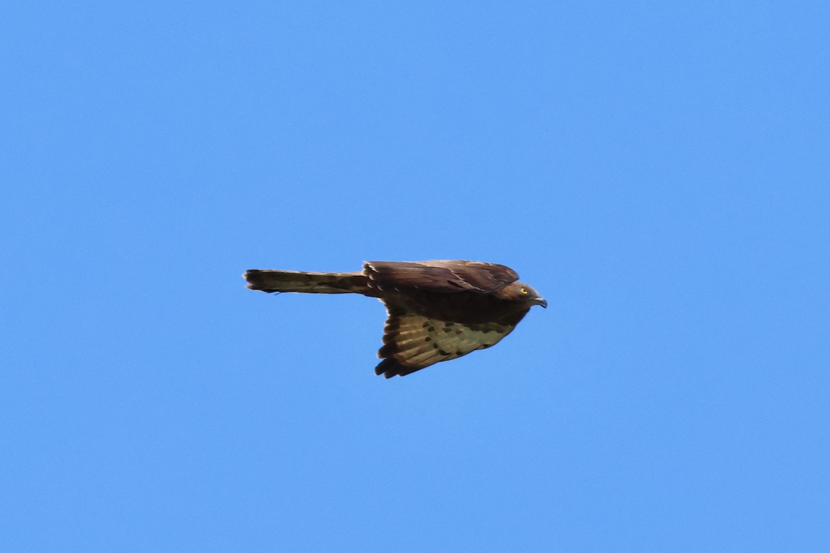 European Honey-buzzard - Christian Goenner