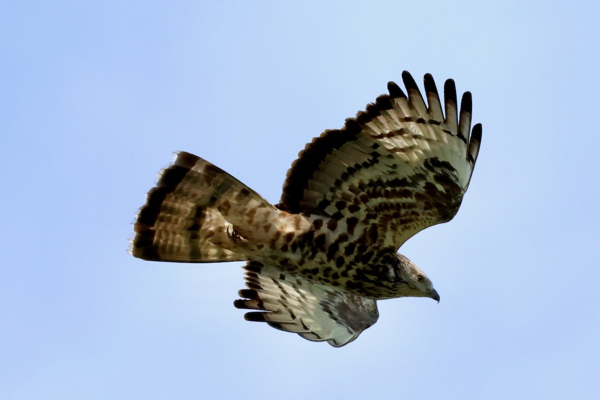 European Honey-buzzard - Christian Goenner