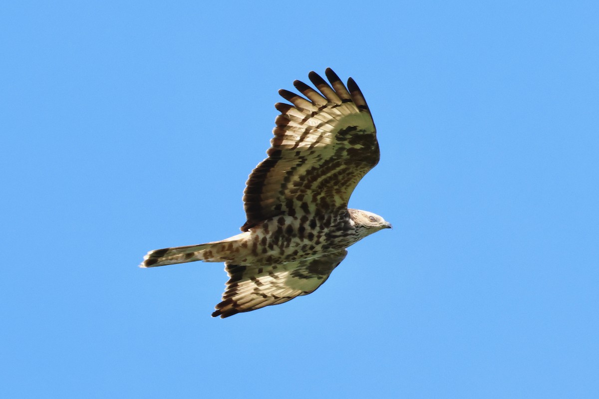 European Honey-buzzard - Christian Goenner