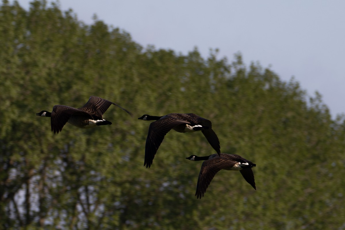 Canada Goose - F Loose