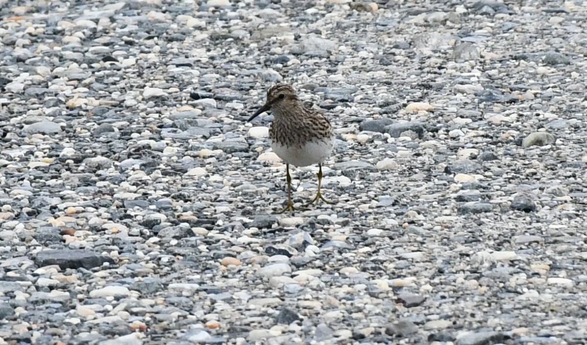 Least Sandpiper - Brian Kenney