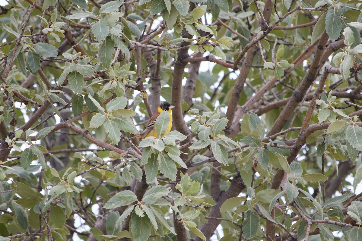 Black-headed Bunting - ML619219336