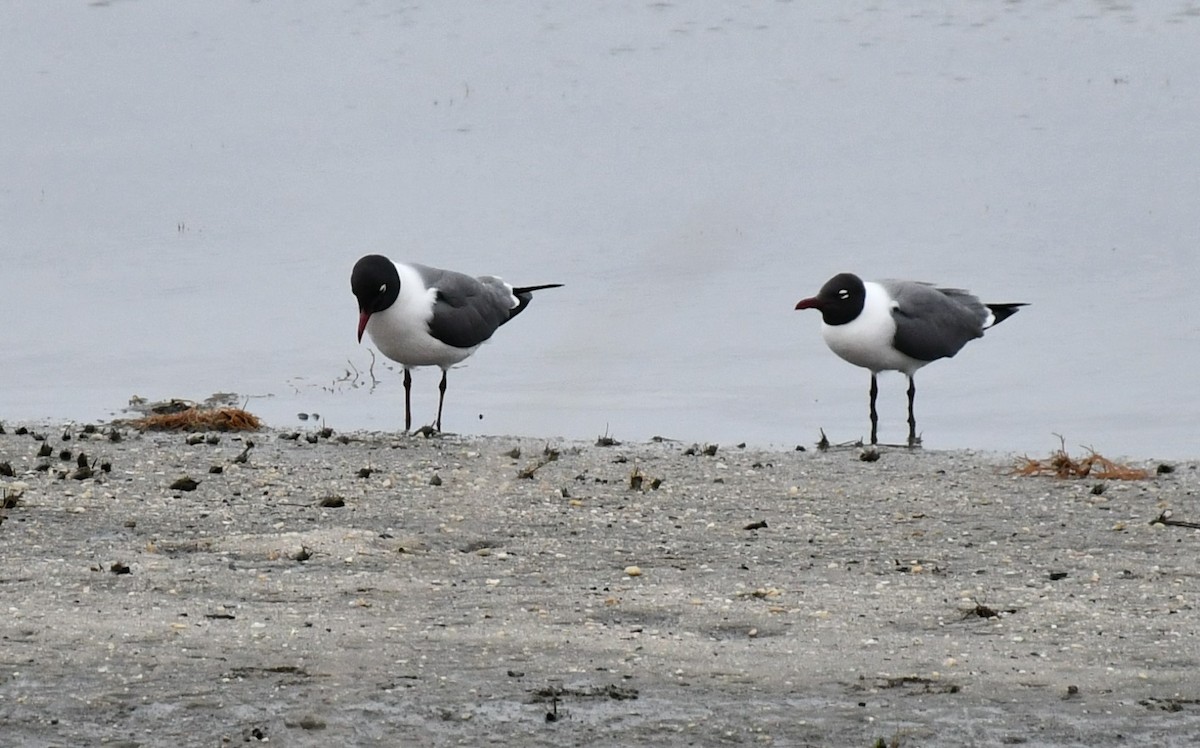 Laughing Gull - Brian Kenney