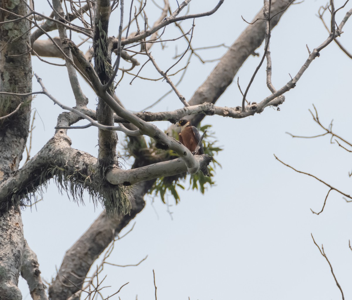 Oriental Hobby - Arun Raghuraman