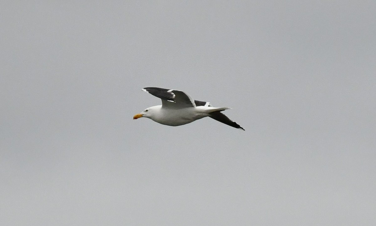 Great Black-backed Gull - Brian Kenney