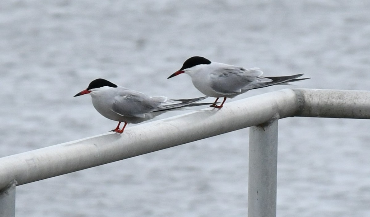 Common Tern - Brian Kenney