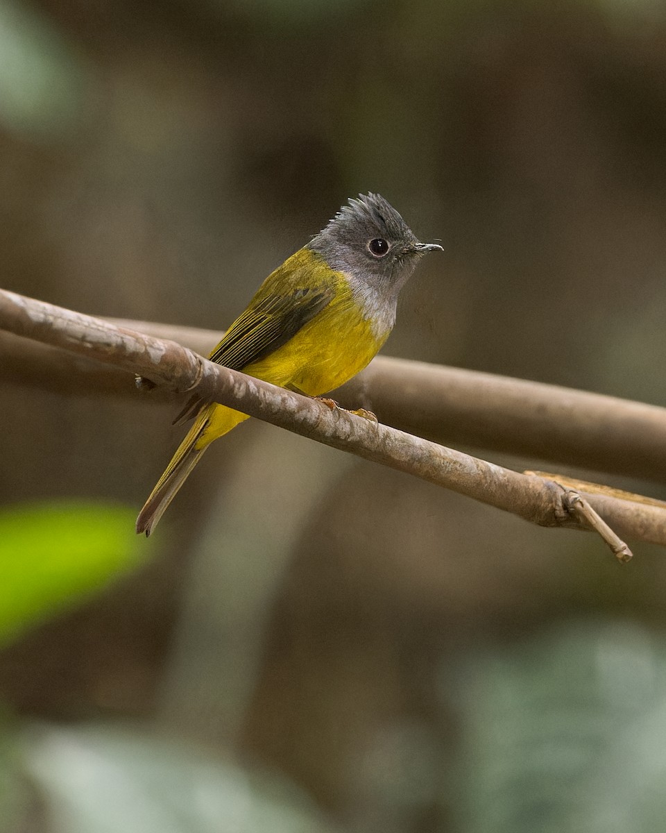 Gray-headed Canary-Flycatcher - Ma Yan Bryant