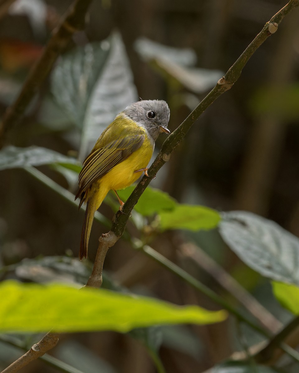 Gray-headed Canary-Flycatcher - Ma Yan Bryant