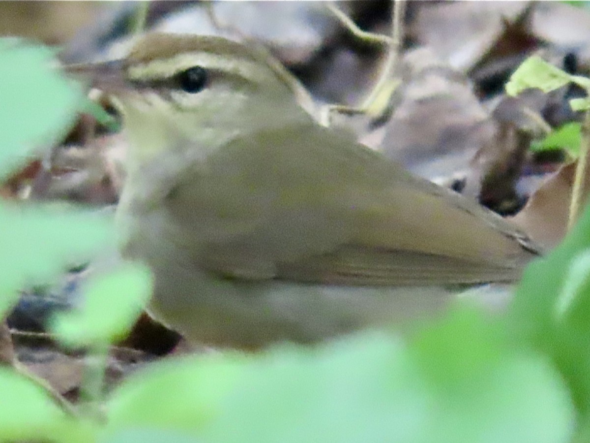 Swainson's Warbler - Lisa Ann Fanning