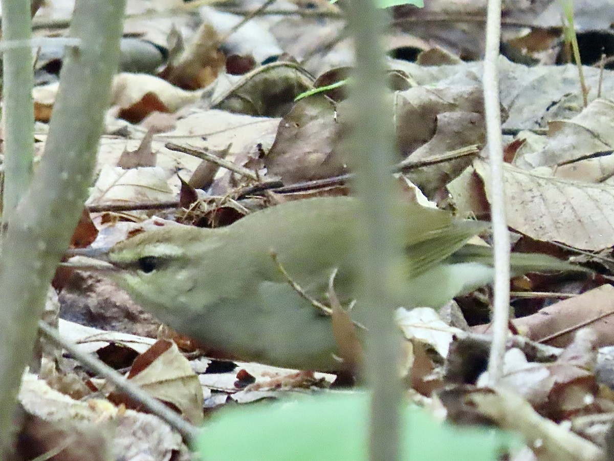 Swainson's Warbler - Lisa Ann Fanning