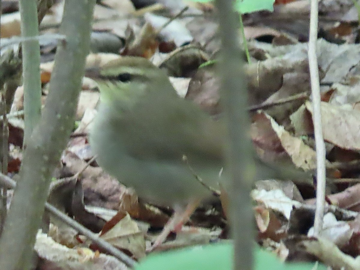 Swainson's Warbler - ML619219377