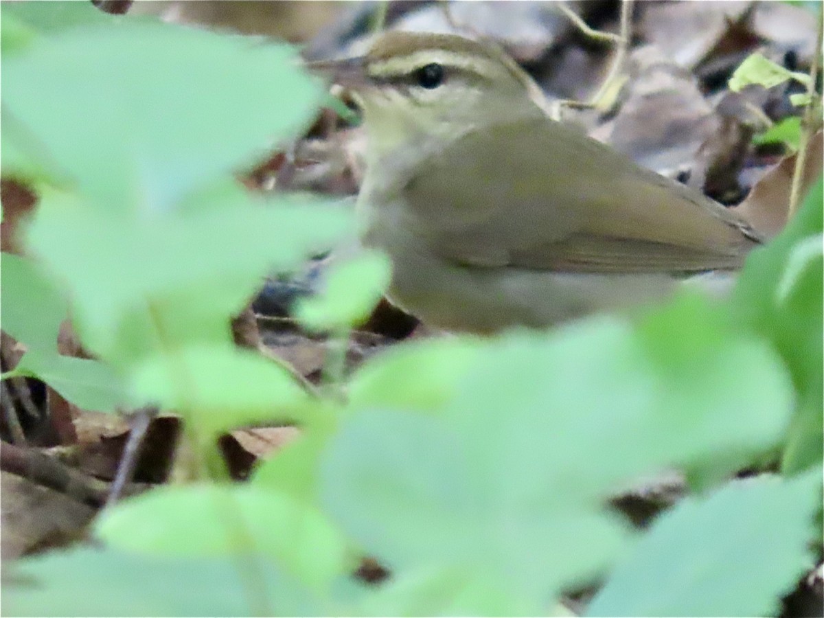 Swainson's Warbler - Lisa Ann Fanning