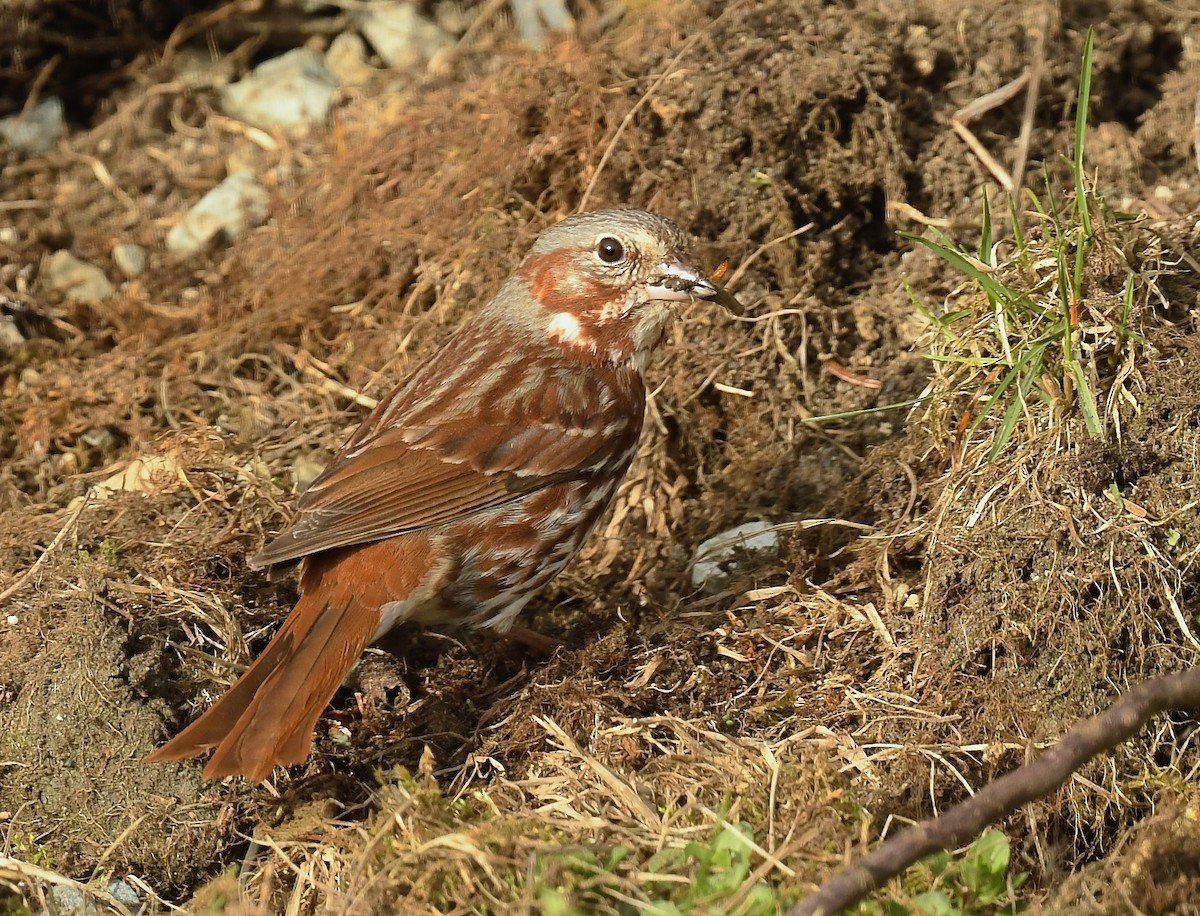 Fox Sparrow - Denise  McIsaac