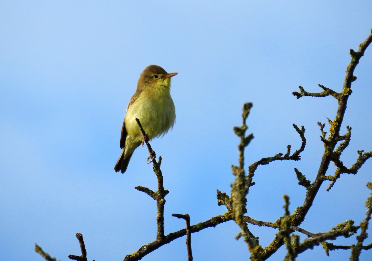Melodious Warbler - Francisco Javier Calvo lesmes
