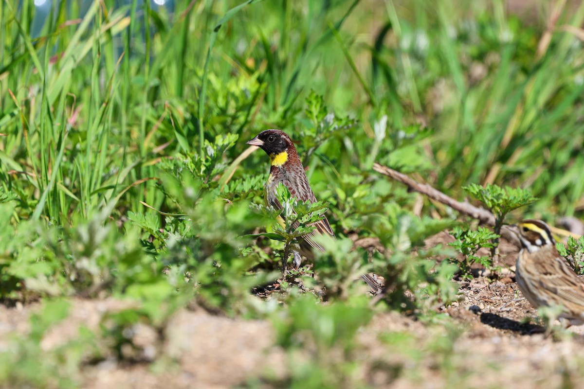 Yellow-breasted Bunting - Shin Mun Cheol